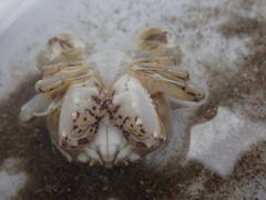 Matuta
