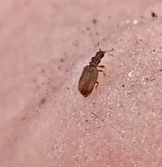 Cartodere constricta