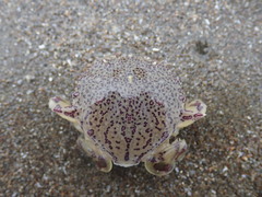 Matuta