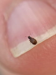 Cartodere constricta