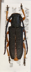 Phytoecia affinis boeberi