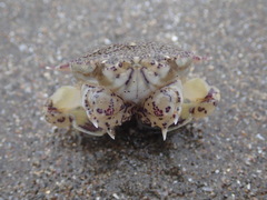 Matuta