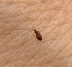 Cartodere constricta