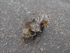 Matuta