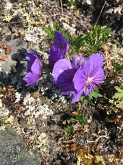 Geranium erianthum
