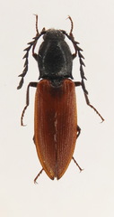 Anostirus eschscholtzii