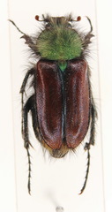 Pygopleurus