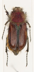 Pygopleurus