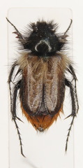 Eulasia chrysopyga