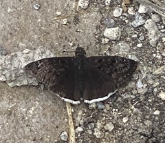 Erynnis tristis tatius
