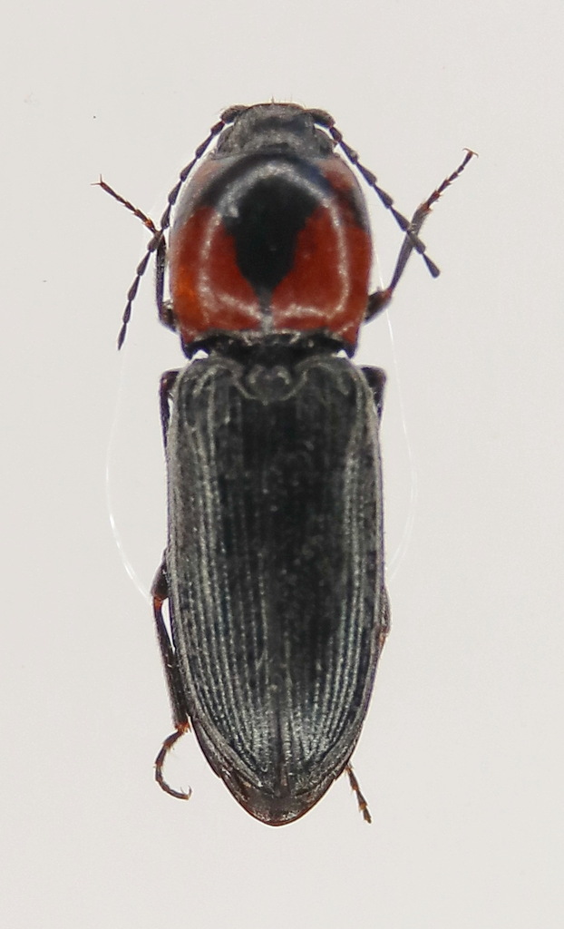 Cardiophorus sacratus