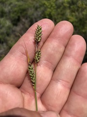 Media resource of Carex buxbaumii