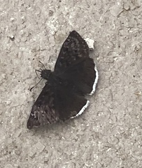 Erynnis tristis tatius