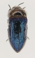Acmaeoderella villosula