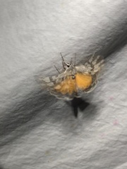 Euscirrhopterus gloveri