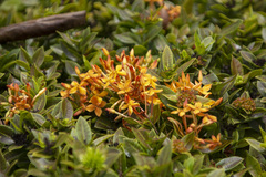 Ixora coccinea