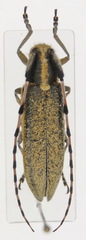Agapanthia lateralis