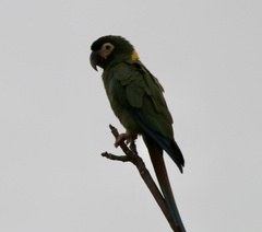 Primolius auricollis