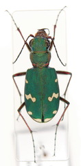 Cicindela desertorum