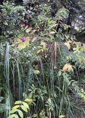 Callicarpa rubella