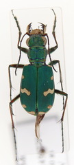 Cicindela desertorum
