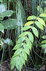 Callicarpa rubella