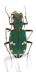 Cicindela desertorum