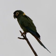 Primolius auricollis