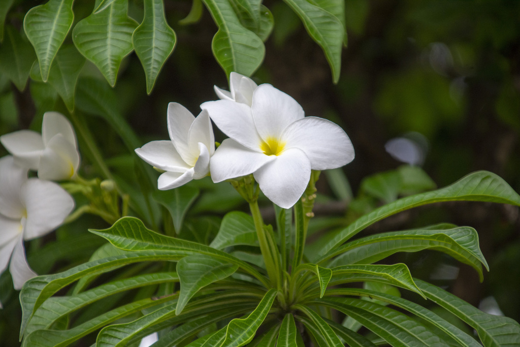 Plumeria pudica, Cartagena de Indias, Bolivar, Colombia