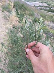 Salsola collina