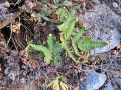 Notholaena sulphurea