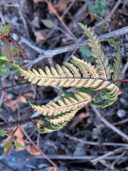 Notholaena sulphurea