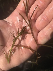 Najas flexilis
