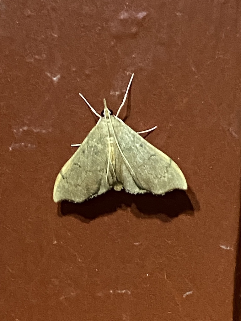 Falcate Sericoplaga