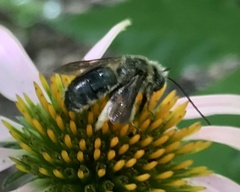 Melissodes bimaculatus