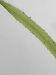 Najas flexilis