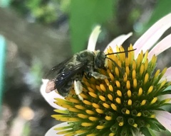 Melissodes bimaculatus