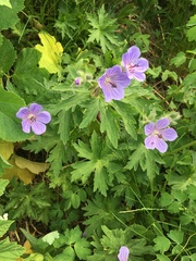 Geranium erianthum