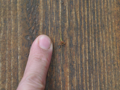 Mesopsocus