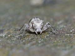 Mesopsocus