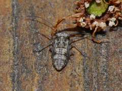 Mesopsocus