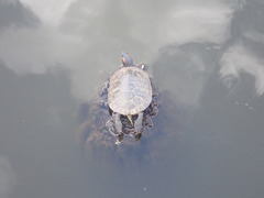 Trachemys scripta