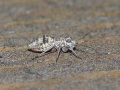 Mesopsocus