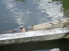 Trachemys scripta