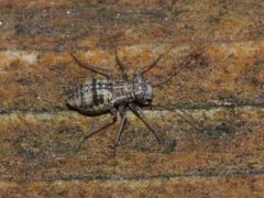 Mesopsocus
