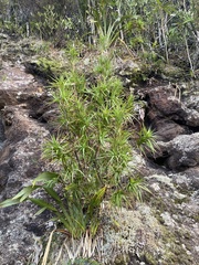 Dracophyllum arboreum