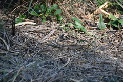 Aspidoscelis laredoensis