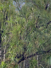 Dracophyllum arboreum