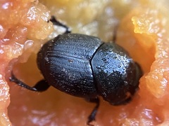 Onthophagus hecate