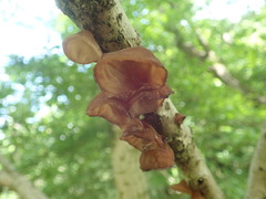 Auricularia